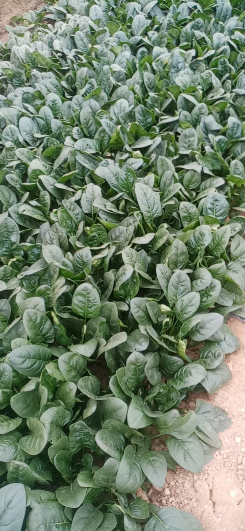 大棚菠菜大量上市，今年菠菜面积特别大，但是质量特别好。