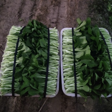 营养多汁菜苔电商供货价格美丽