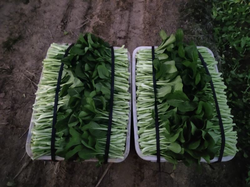 营养多汁菜苔电商供货价格美丽