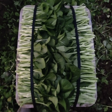 正宗菜苔厂家直销欢迎电话咨询