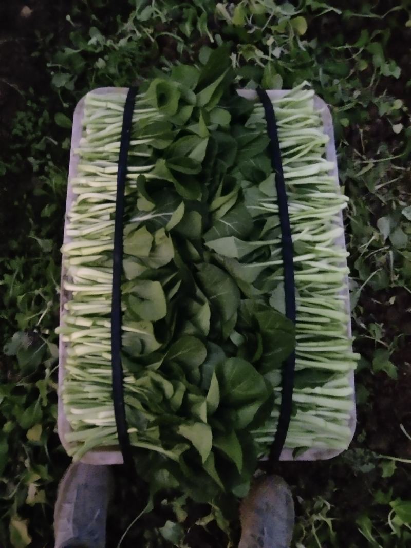 正宗菜苔厂家直销欢迎电话咨询