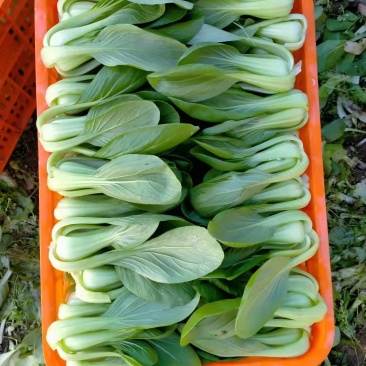 新鲜油菜产地直发量大从优价格美丽