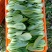 新鲜油菜产地直发量大从优价格美丽
