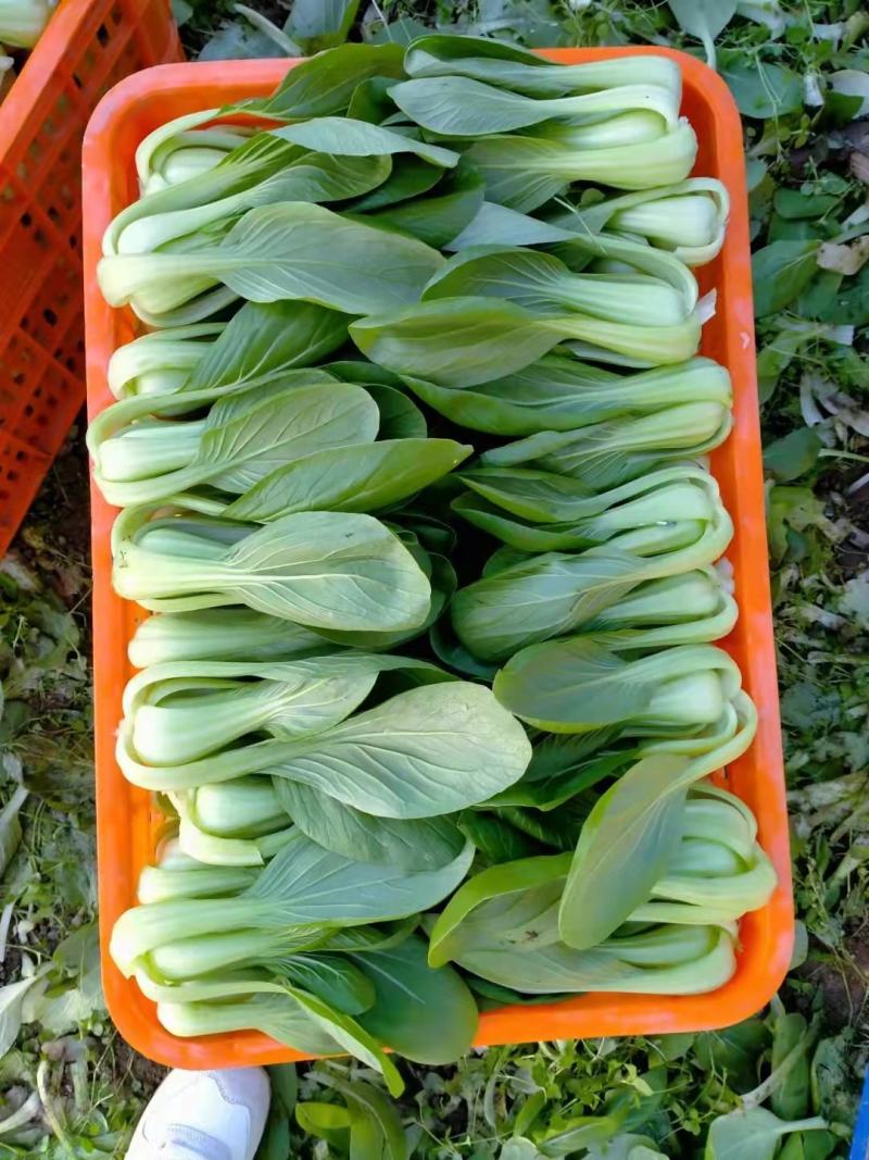 新鲜油菜产地直发量大从优价格美丽