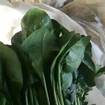 保质保量菠菜电商供货超高性价比