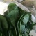 保质保量菠菜电商供货超高性价比