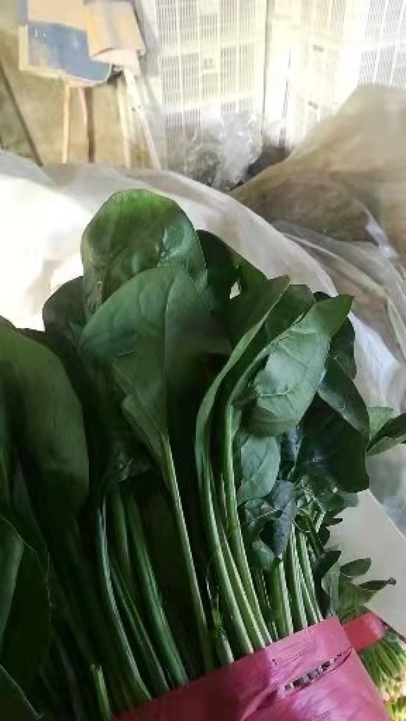 保质保量菠菜电商供货超高性价比