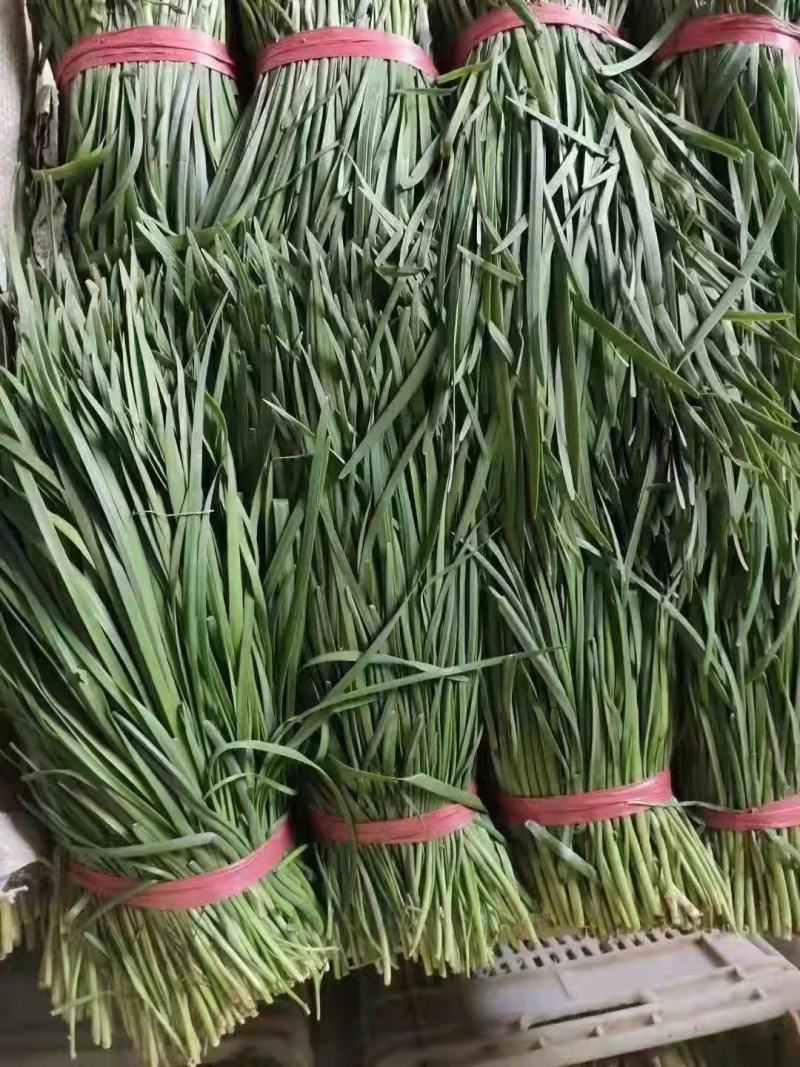 应季韭菜电商供货超高性价比欢迎电话咨询