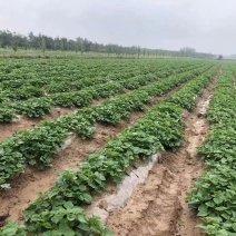 优质品种现采现发量大从优红薯苗直供