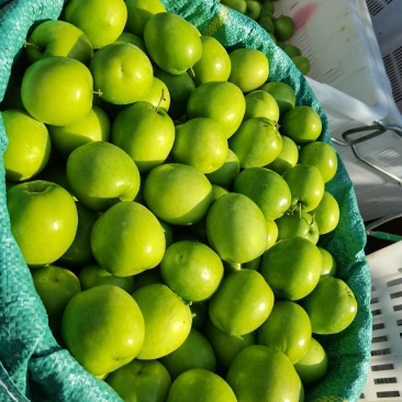 正宗应季鲜枣欢迎联系
