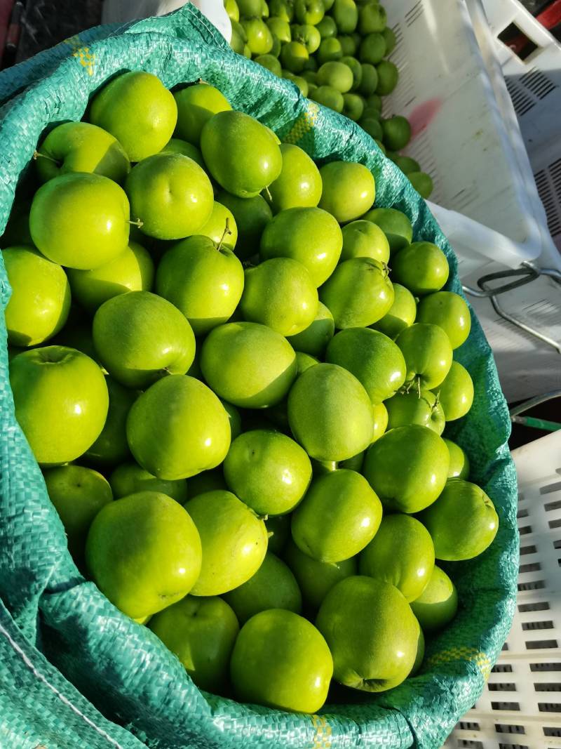 正宗应季鲜枣欢迎联系