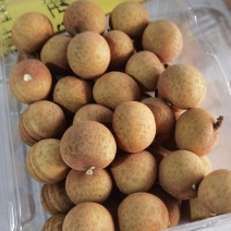 应季龙眼长期供货价格美丽