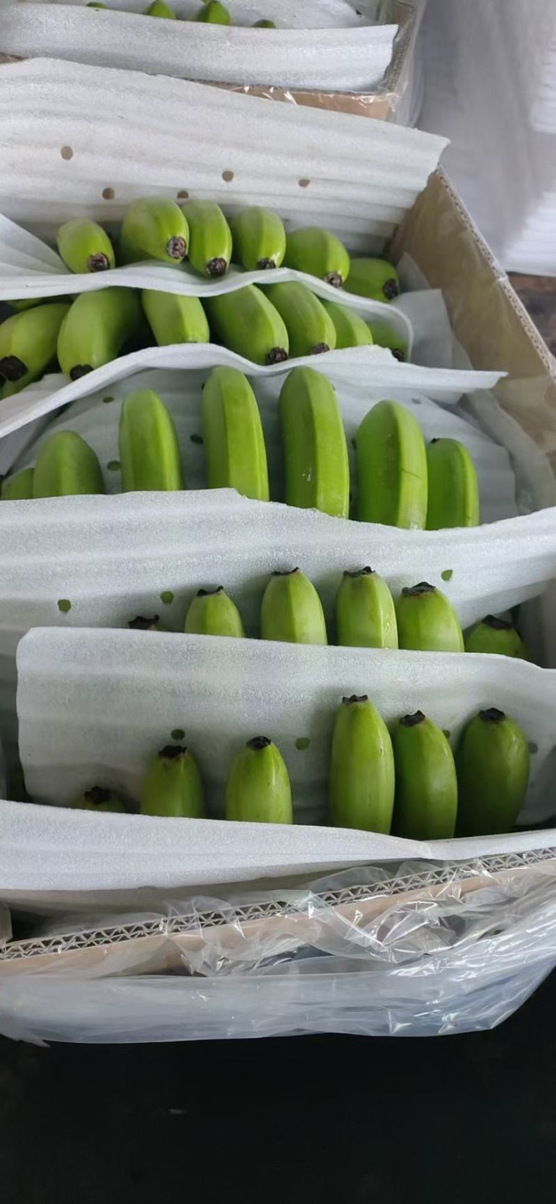 应季香蕉正品保障