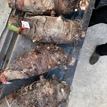 ***芋头产地直发超高性价比