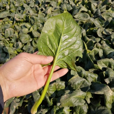 规格齐全菠菜源头供应欢迎联系