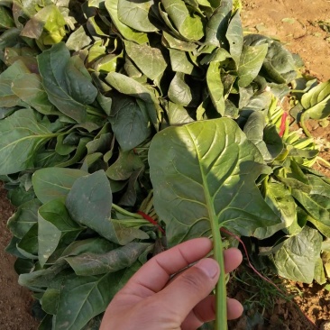 营养多汁菠菜产地直发全网低价