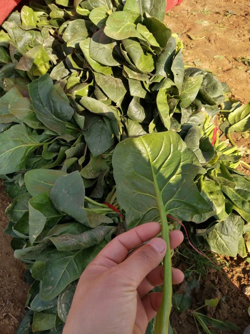 营养多汁菠菜产地直发全网低价