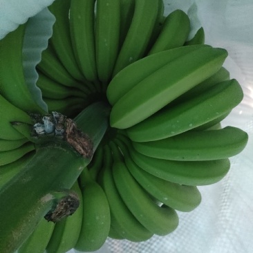香蕉一件代发量大从优