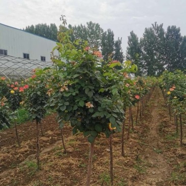 草花绿植月季根须优质死苗补发