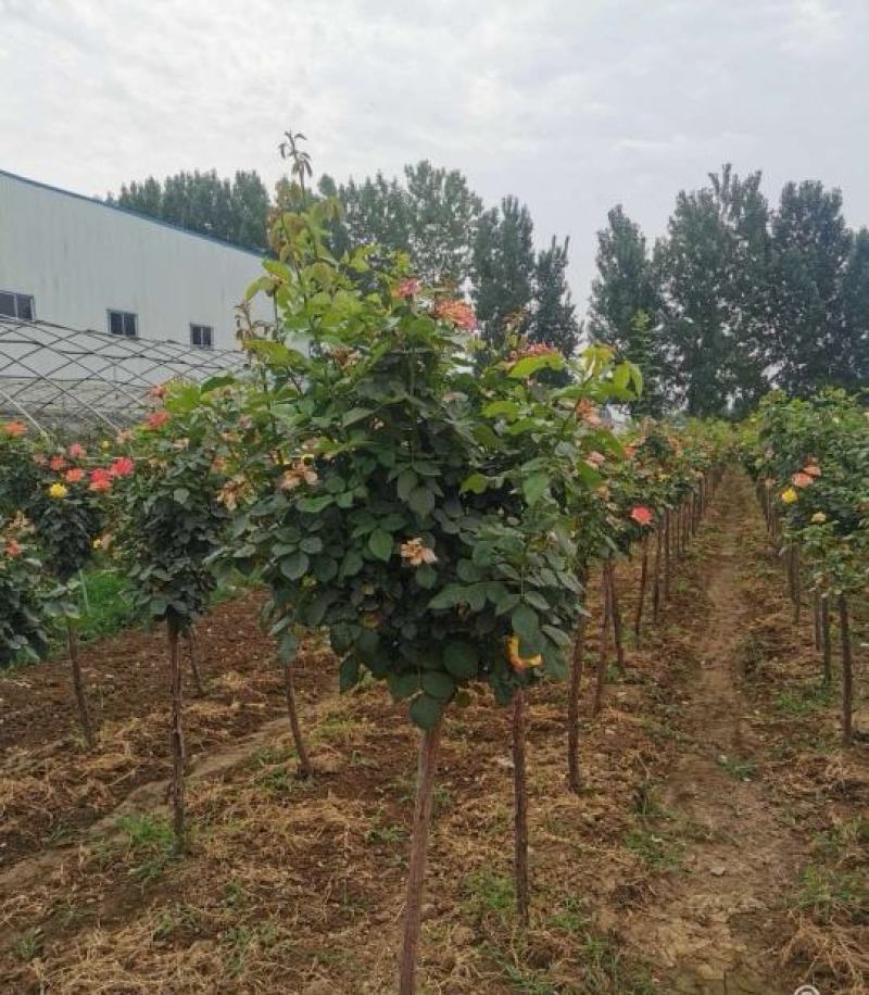 草花绿植月季根须优质死苗补发