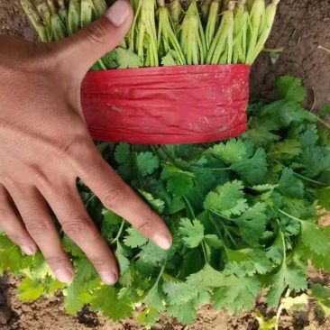 精品香菜长期供货欢迎电话咨询