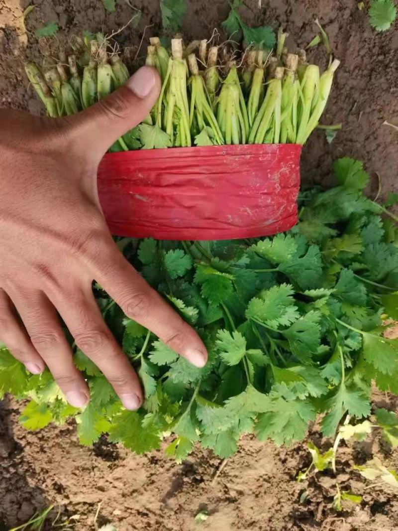 正宗天然新鲜香菜正品直发