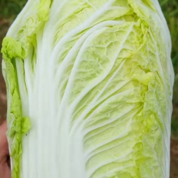 应季娃娃菜现货秒发价格美丽欢迎电话咨询