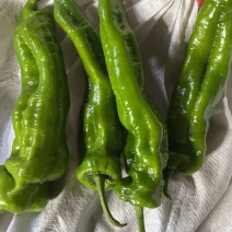 大椒、统椒、脚椒、线椒
