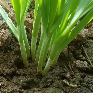 规格齐全韭菜产地直发量大优惠