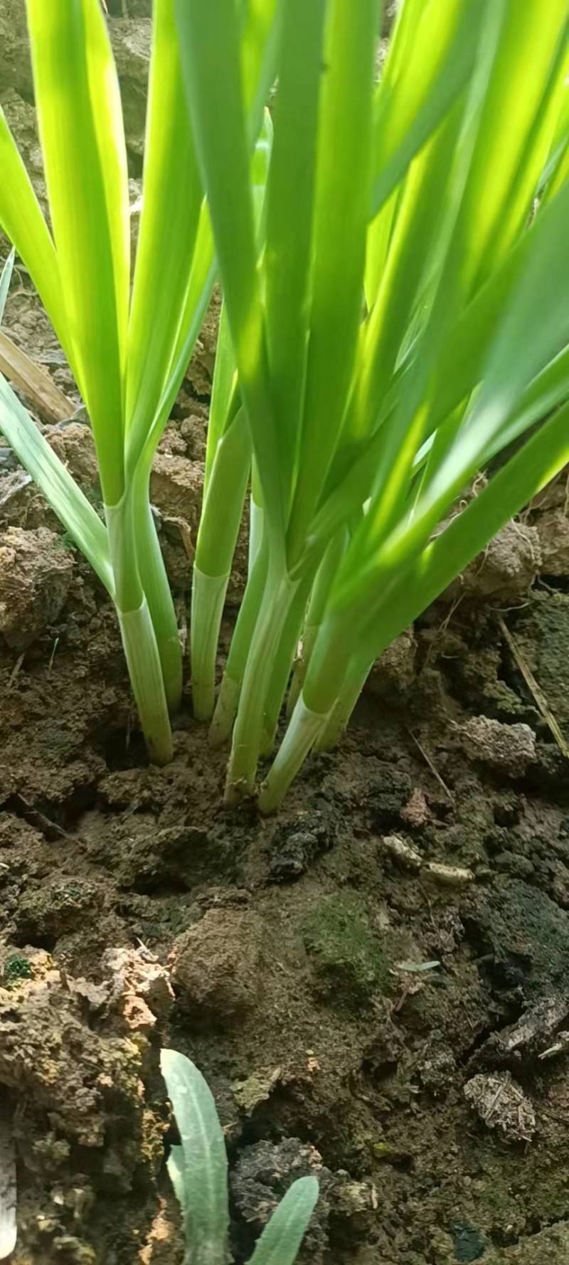 规格齐全韭菜产地直发量大优惠