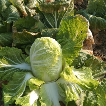 天然新鲜娃娃菜现货秒发随时可聊