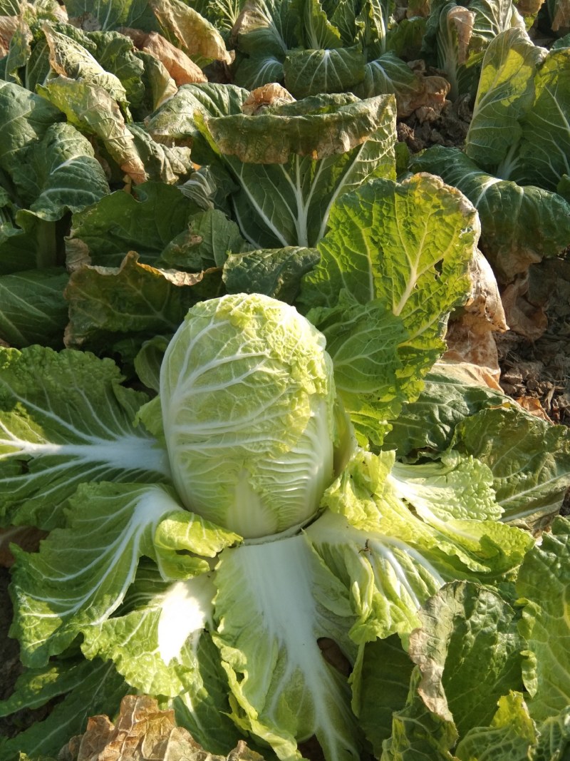 天然新鲜娃娃菜现货秒发随时可聊