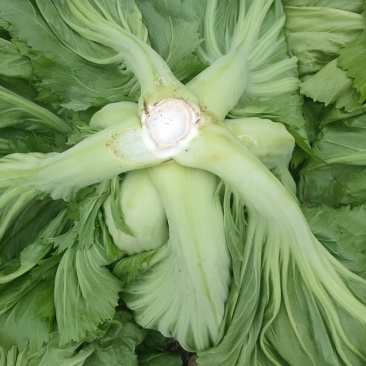 天然新鲜芥菜正宗产地直发