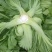 天然新鲜芥菜正宗产地直发