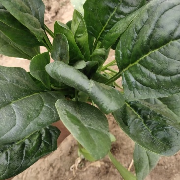 产地直发正宗菠菜，全网***