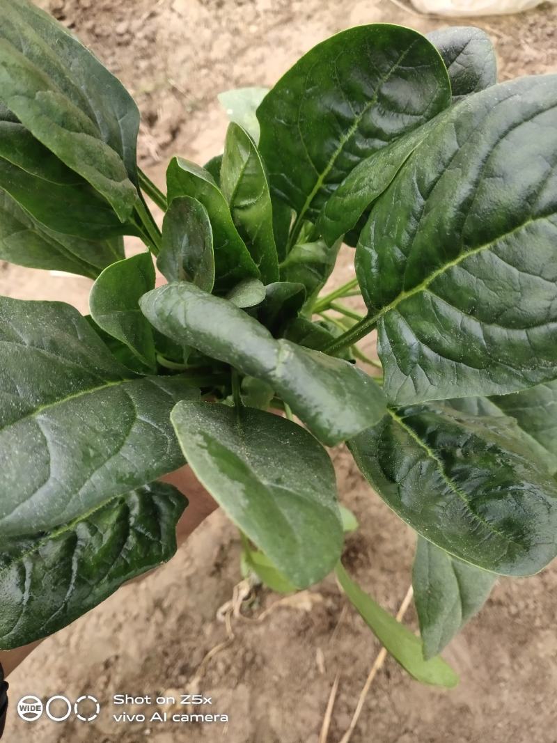 产地直发正宗菠菜，全网***
