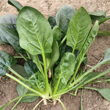 ***菠菜电商供货价格实惠