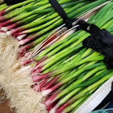 正品蒜苗现货秒发量大优惠
