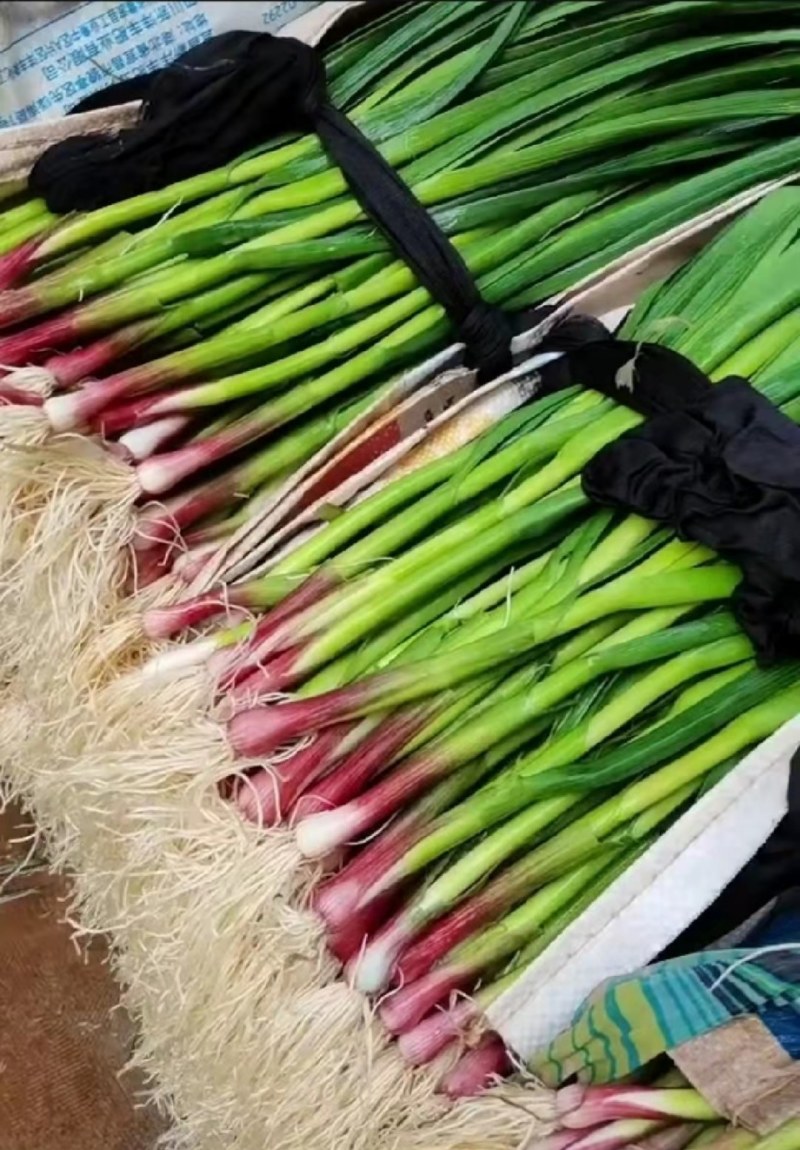 正品蒜苗现货秒发量大优惠