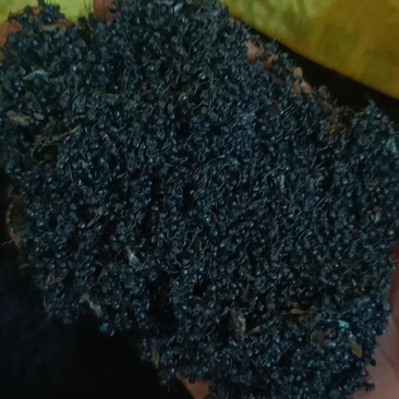 黑蚂蚁