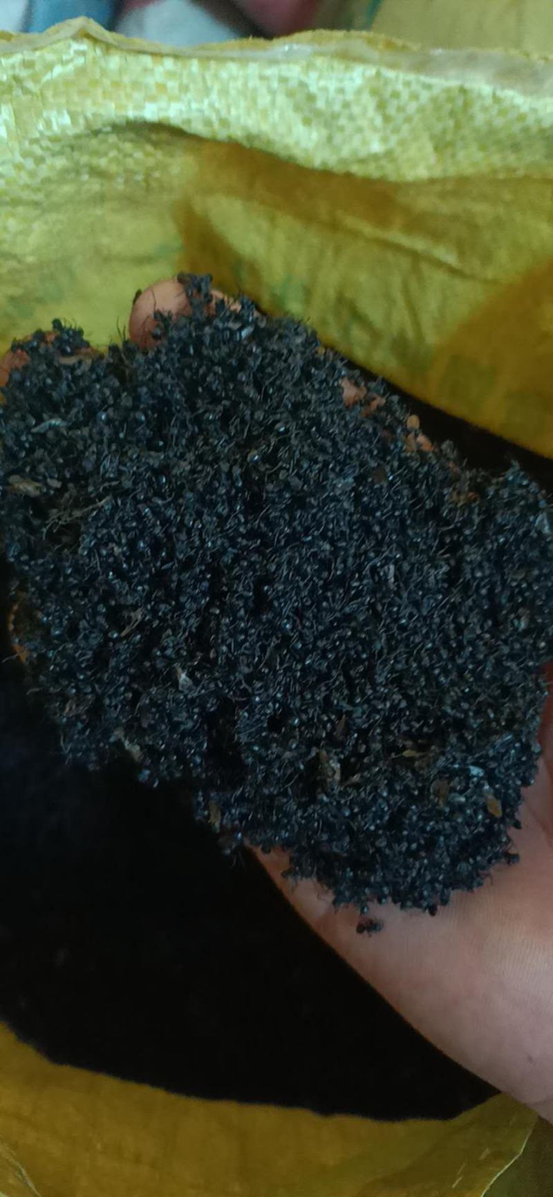 黑蚂蚁
