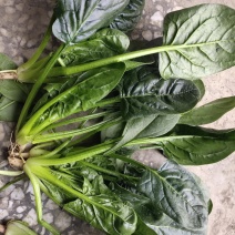 量大从优天然新鲜菠菜产地直发
