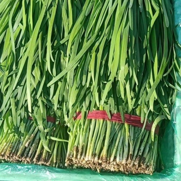 天然新鲜韭菜现货秒发超高性价比