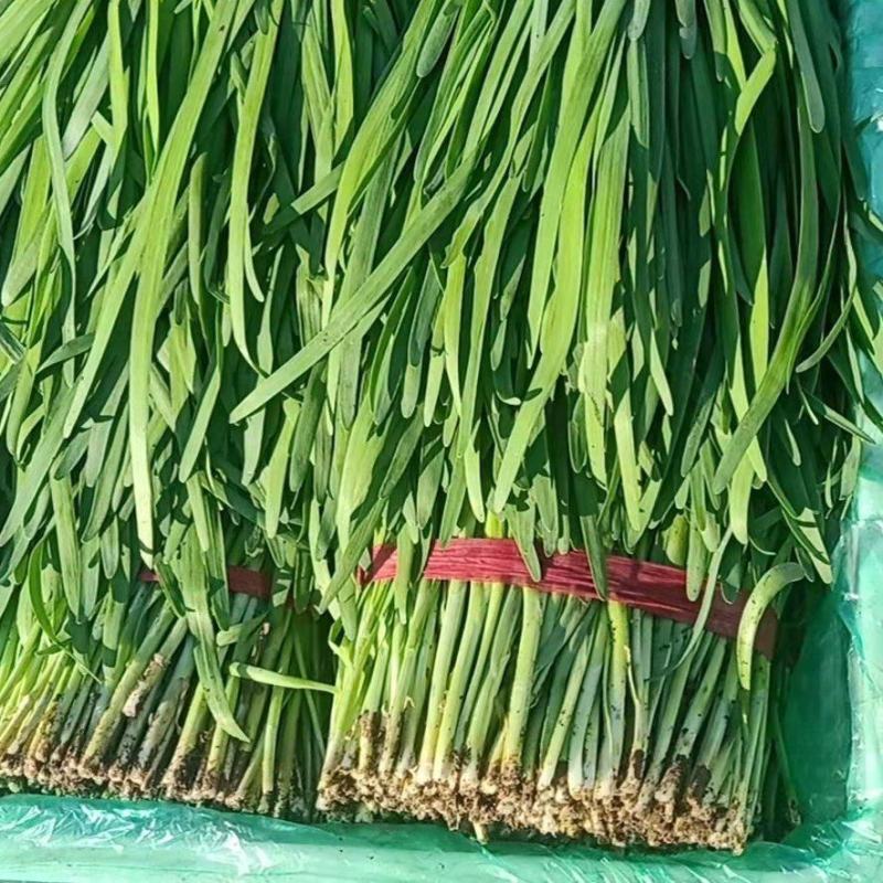 天然新鲜韭菜现货秒发超高性价比
