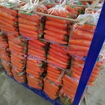 正品胡萝卜随时有货量大优惠欢迎电话咨询