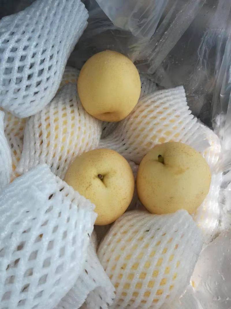 应季梨长期有货