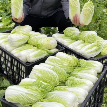 保质保量娃娃菜原产地订多包送