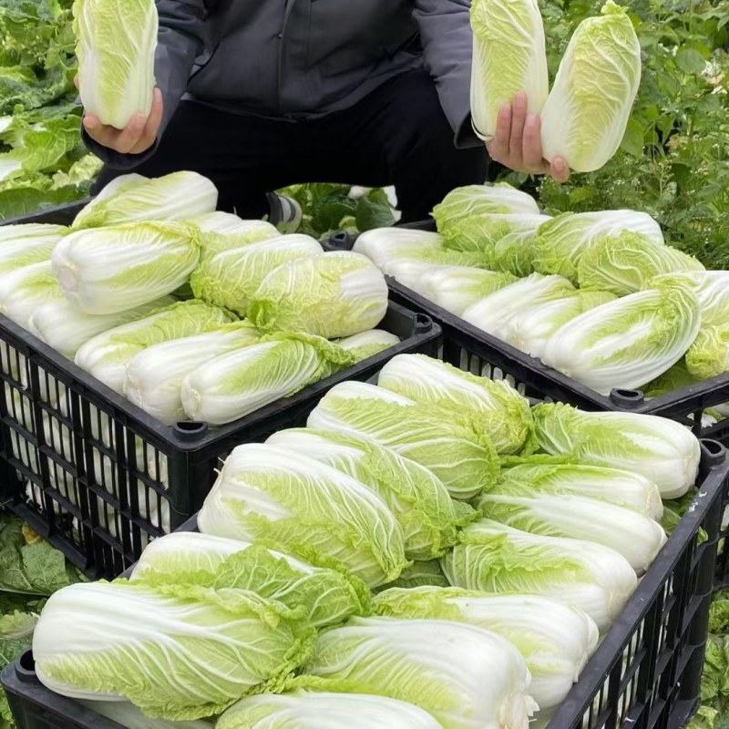 保质保量娃娃菜原产地订多包送