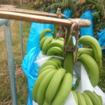 产地直发营养多汁香蕉