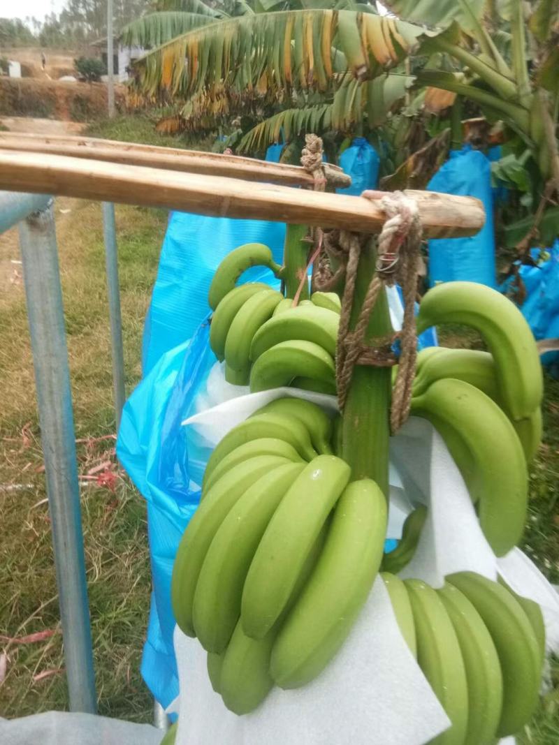 产地直发营养多汁香蕉